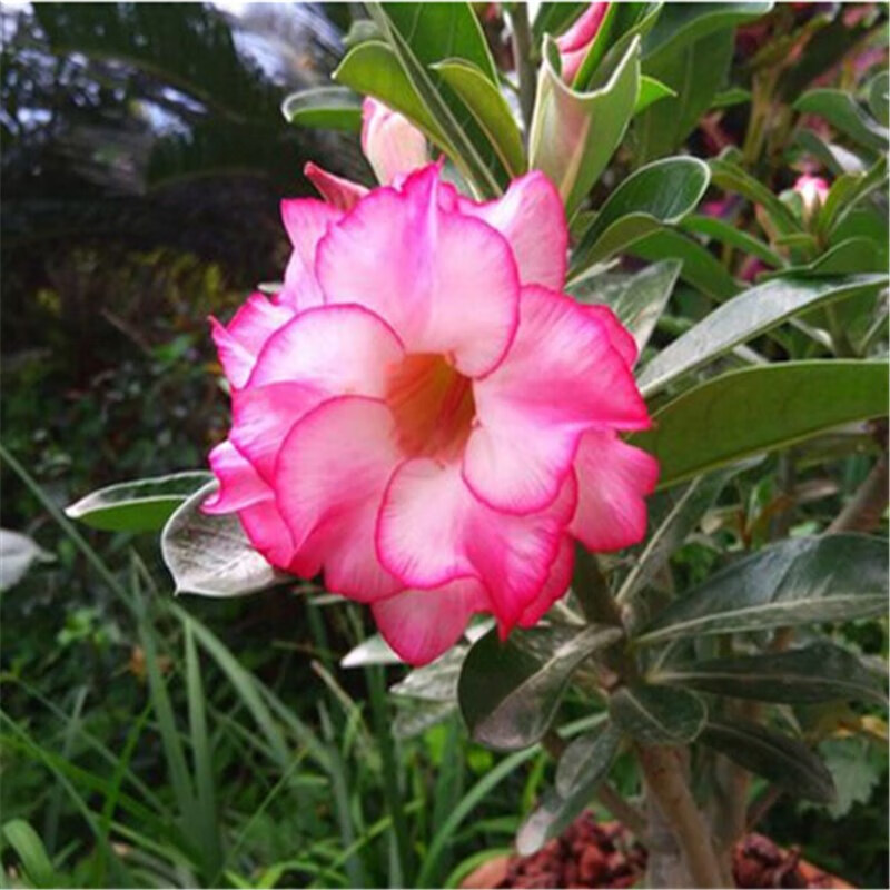 种花迷沙漠玫瑰重瓣观叶观花植物盆栽花卉净化空气桌面水培绿植盆景