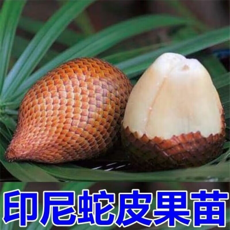 姒桀蛇皮果苗果树苗盆栽蛇皮果树苗泰国印尼蛇皮果树苗种植龙珠果苗 1