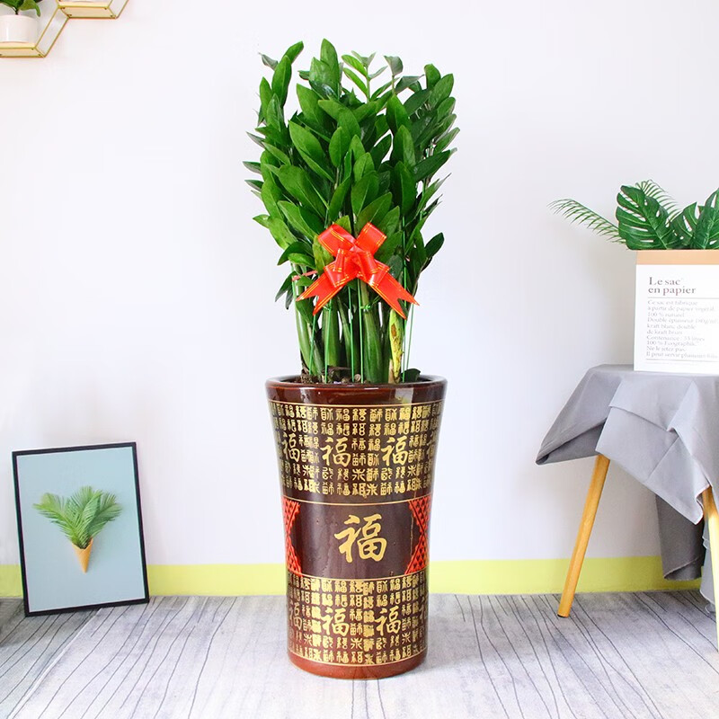 大型绿植在线历史价格查询|大型绿植价格比较