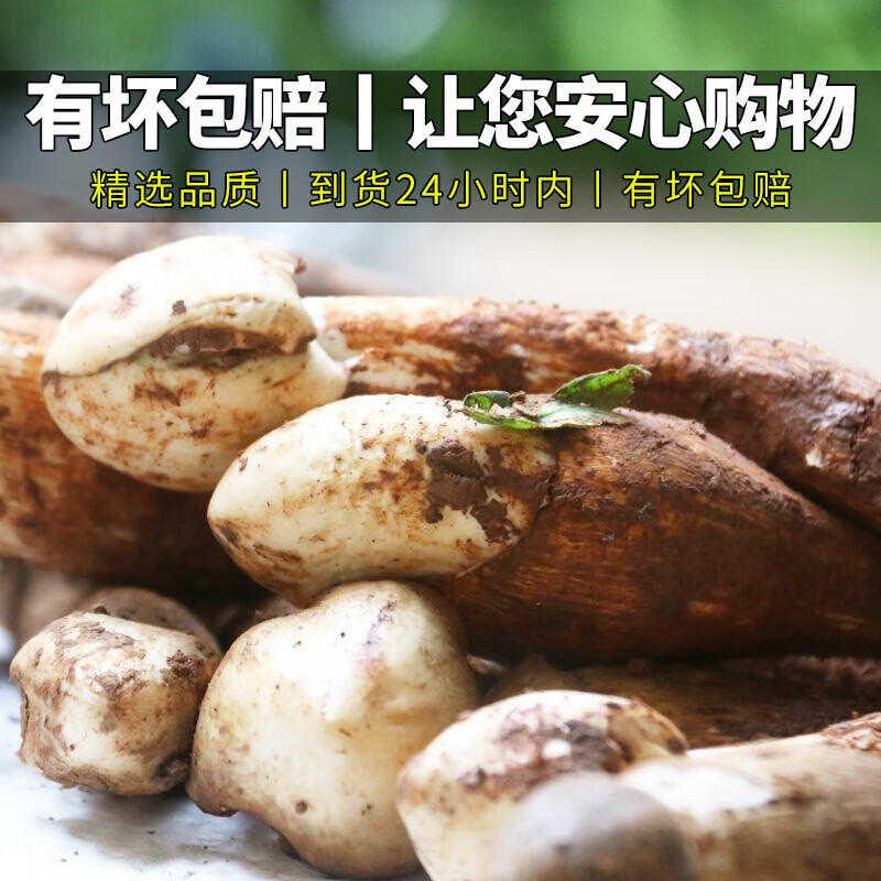 星云湖【现货顺丰】云南野生鸡枞菌 新鲜菌菇蘑菇名菌山珍时令中秋送礼 开伞鸡枞菌(适合炸油鸡枞)4斤