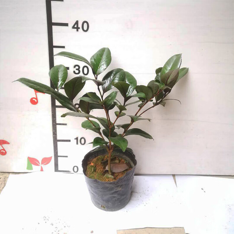 婩菊红叶贝拉纯色茶花紫叶贝拉名贵茶花苗品种纯色巨大型花 3年苗 不