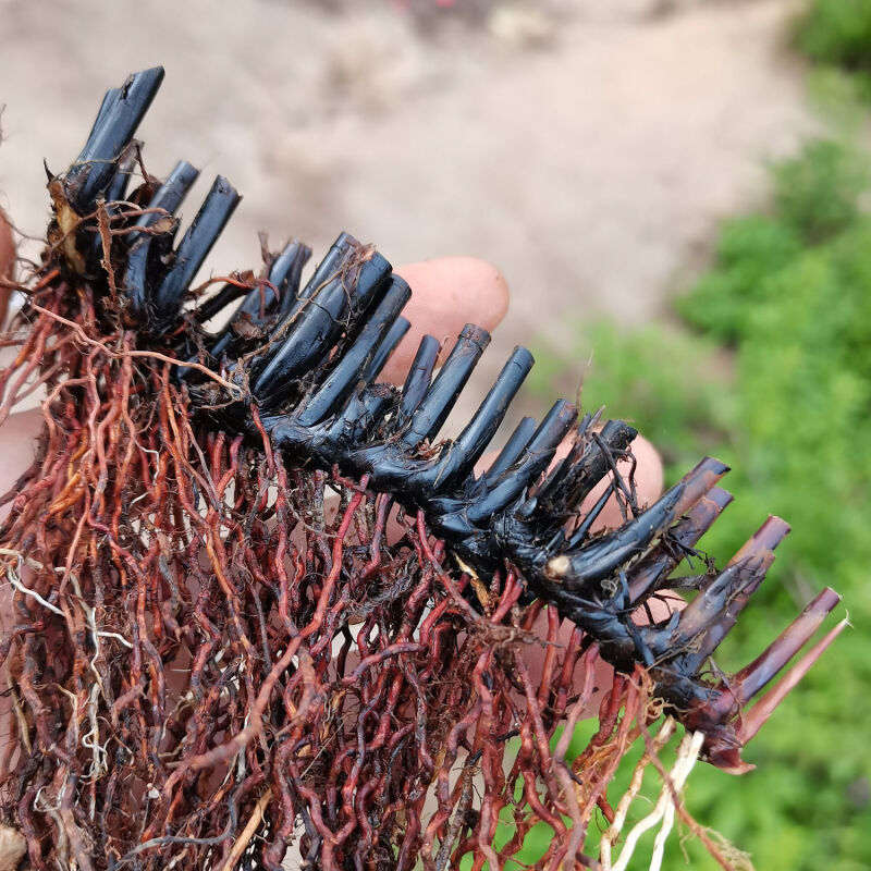 伟博止鼻血利尿席草根席草头草席根民间中草药新鲜晒干织席草根蔺草头