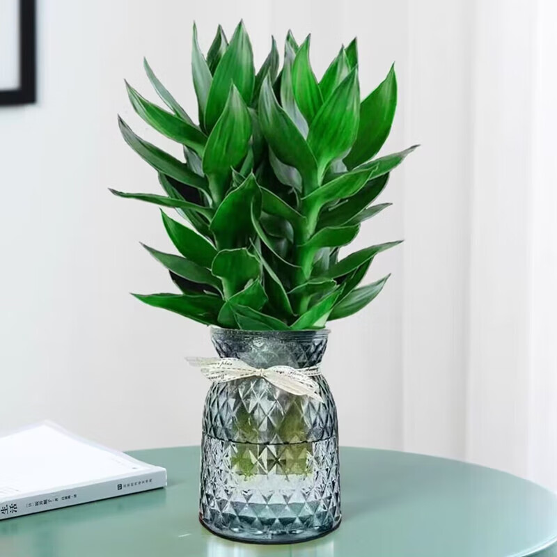 星舵观音竹富贵竹水培植物带根绿植办公室内盆栽转运竹带好养水养定制