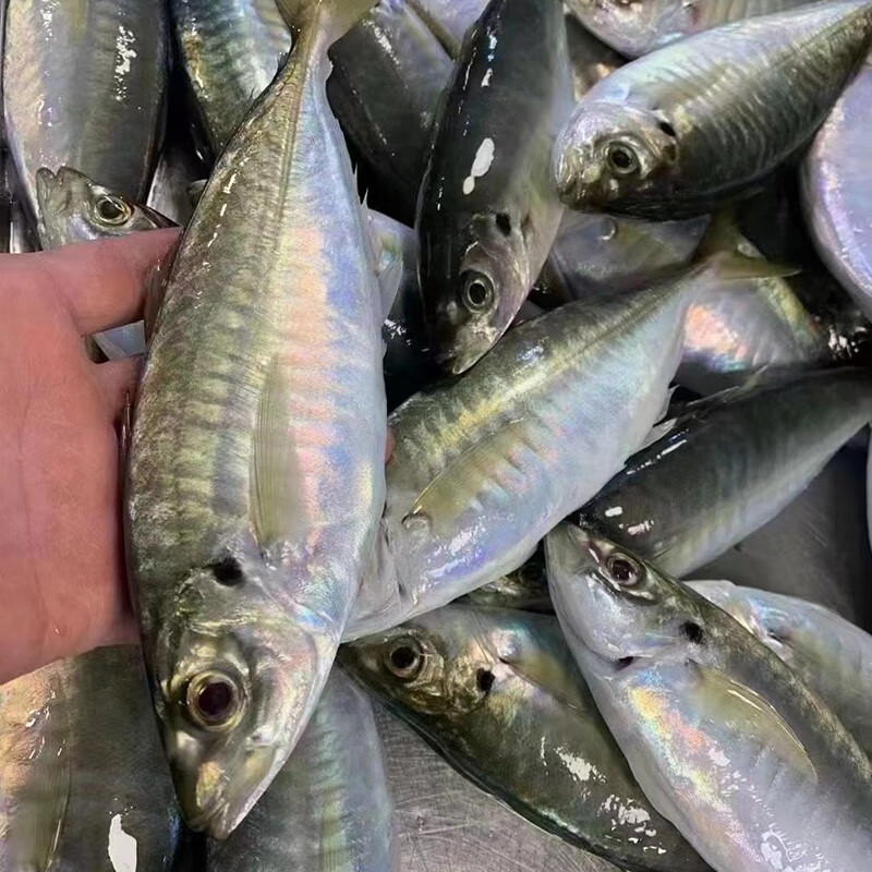 航海猫 东山养殖冰鲜巴浪鱼刺身海鲜 海捕活冻蓝圆鲹竹荚鱼水产海鲜