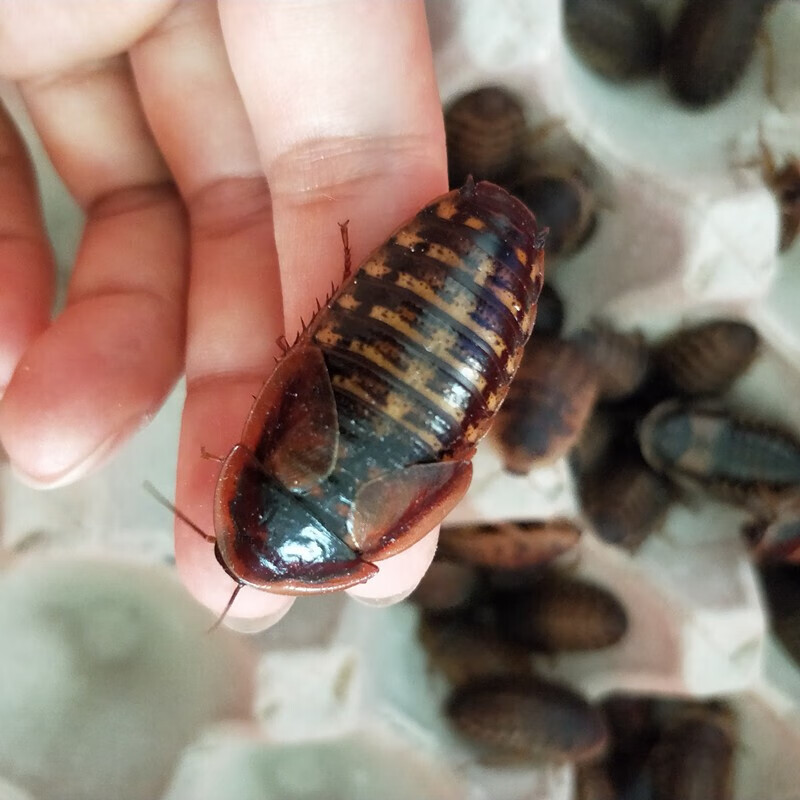 double yellow杜比亚蟑螂活体幼体亚成各种规格蜥蜴龙鱼变色龙活体