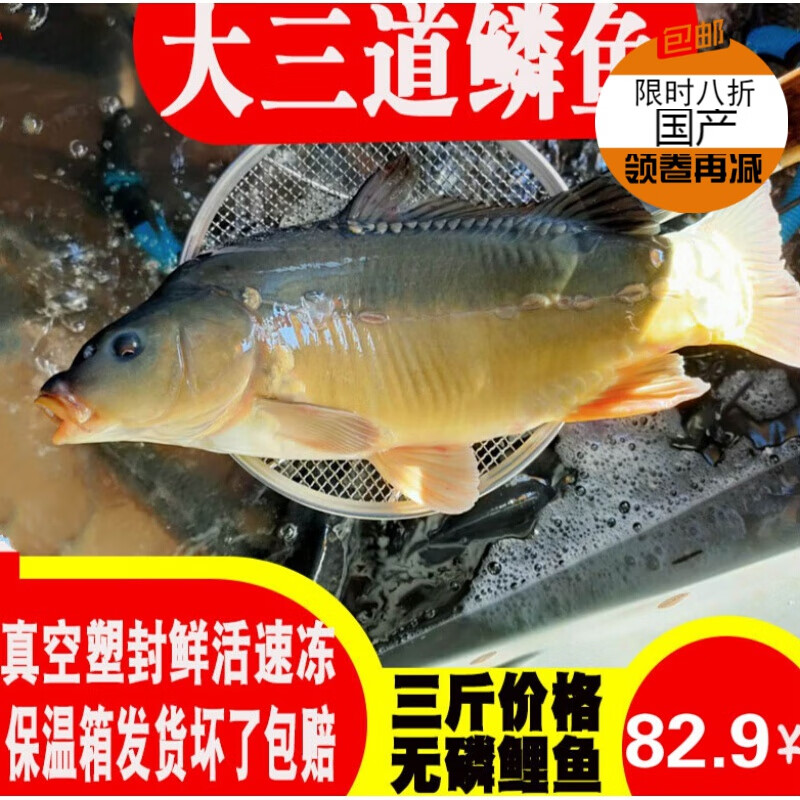 东北斑鲤鱼光鲤鱼无鳞鱼鲜活速冻三道鳞鱼淡水鱼类3斤