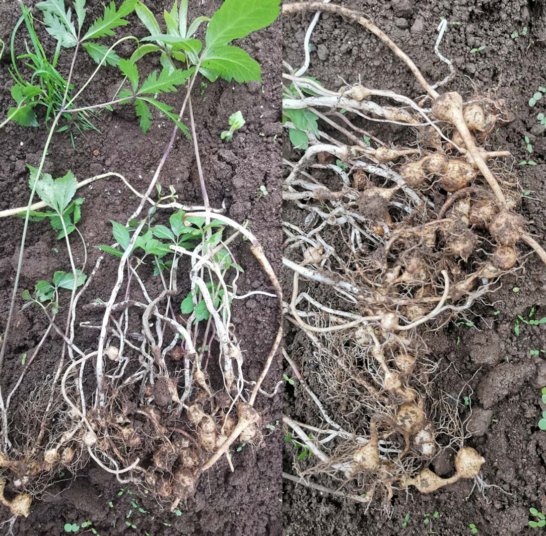 姒桀新鲜珠子参新型贵州种植基地纽子七疙瘩七猪儿七竹节参 半斤