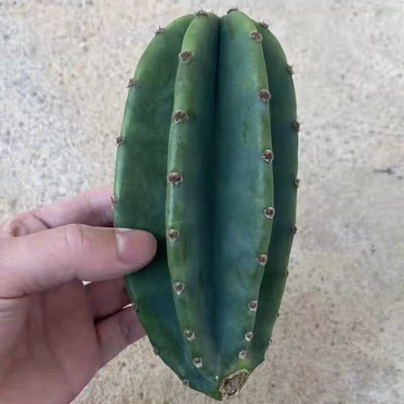 1颗无根量天尺10-15厘米 不带盆土