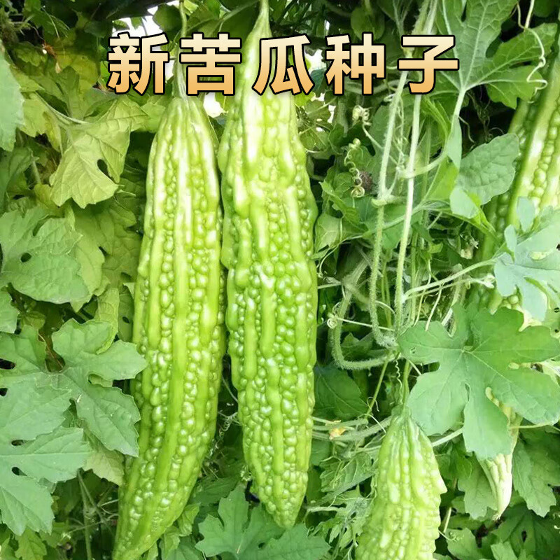 山谷里的居民 高产长绿苦瓜种子疙瘩绿四季抗病特大苦瓜种籽耐热抗