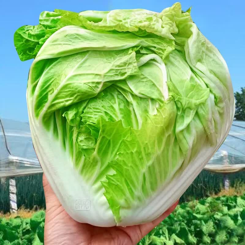 农科院夏秋季耐热黄心义和秋白菜籽冬储新品种 华良夏冠白菜种子10g