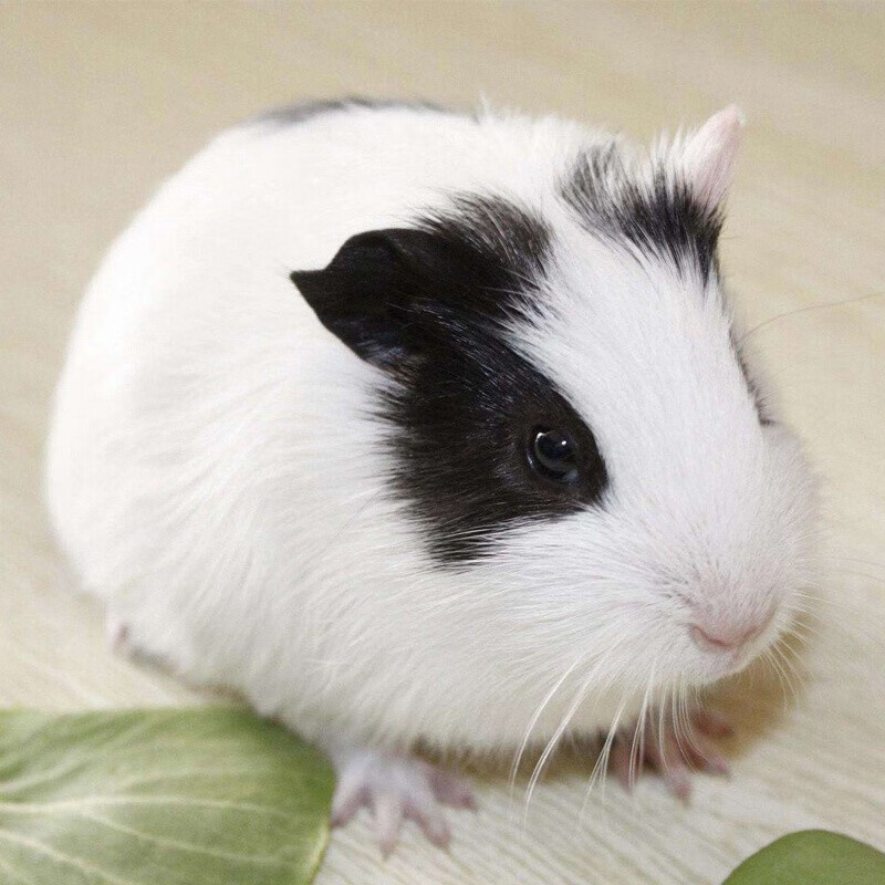 double yellow荷兰猪活物宠物豚鼠天竺鼠小宠物荷兰猪活体 黑白两色1只（公母可备注）怎么看?