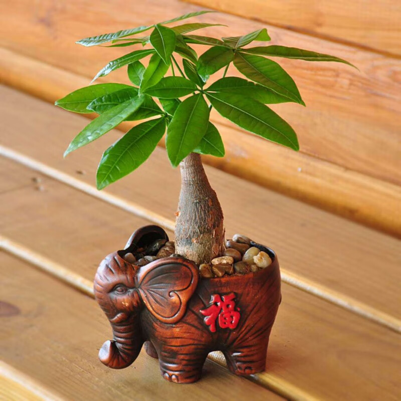 【s】发财树盆栽室内花卉小盆景办公室绿色植物客厅金钱树盆栽绿植