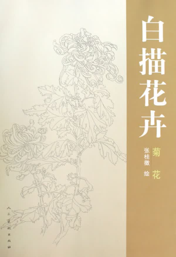 白描花卉 菊花 张桂徵 绘【上新】