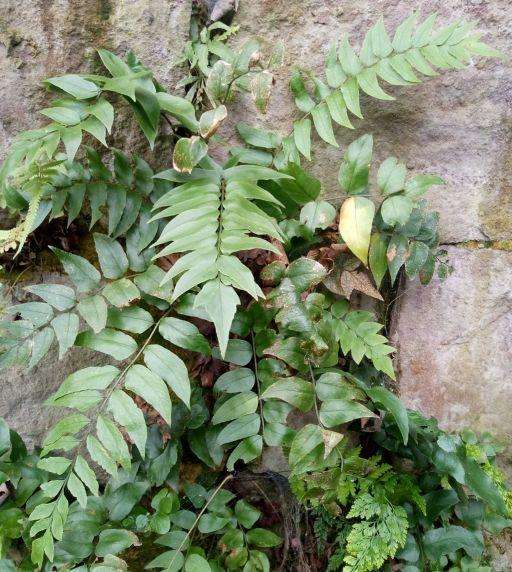 姒桀种植苗贯众苗贯仲管仲贯中贯来贯钟乌毛蕨大贯众新鲜现挖 新鲜现
