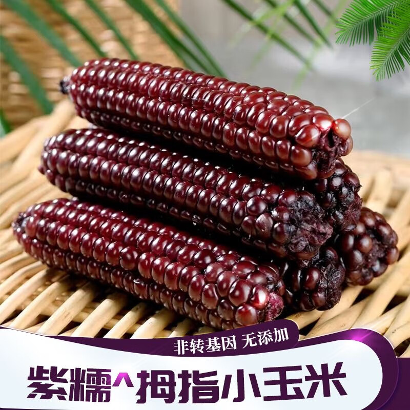 xian云南西双版纳紫拇指玉米【顺丰锁鲜】小黑玉米真空包装紫熟玉米