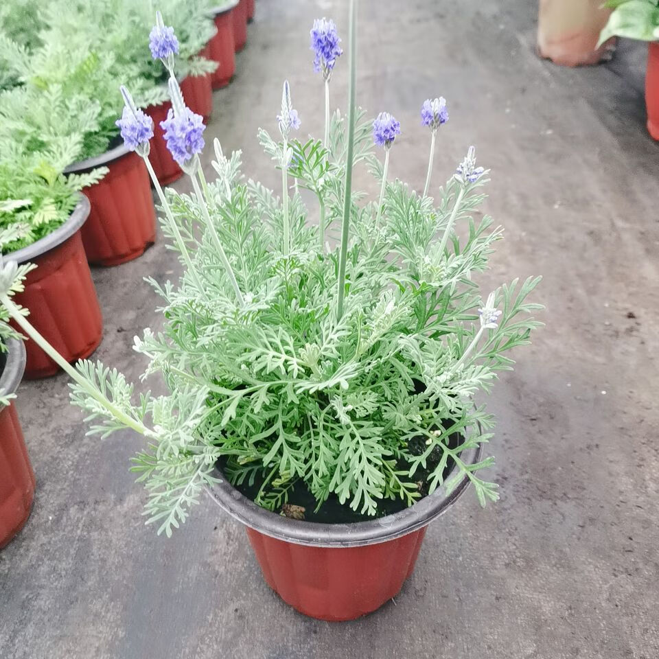 翠绿色薰衣草 四季开花带花发货