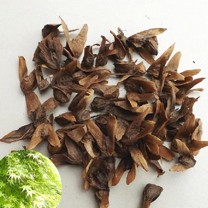 韵久新采枫杨种子林木种子园林绿化种子苗木植物花草花卉种籽花籽草籽