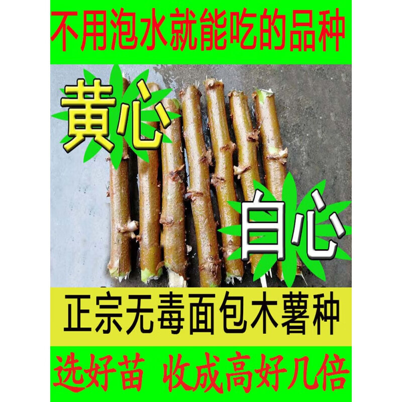 醉春木广西木薯种子新鲜苗种植面包木薯白黄心黄肉可食用扦插杆种籽 2