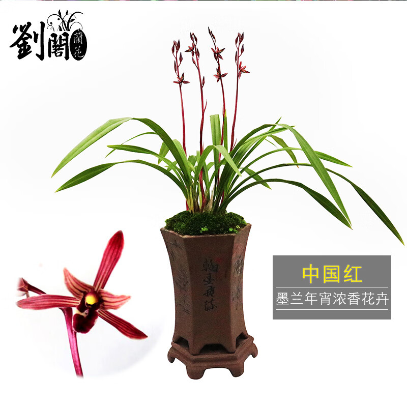 劉閣蘭花刘阁兰花苗 墨兰报岁兰 中国红 带浓香花苞出售室内好养花卉