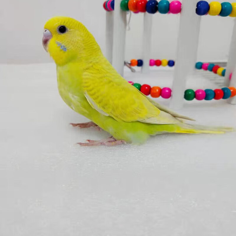 鸟活物玄风鹦鹉鸟粮小型会说话鹦鹉活体物宠物虎皮珍珠 黄色虎皮一只