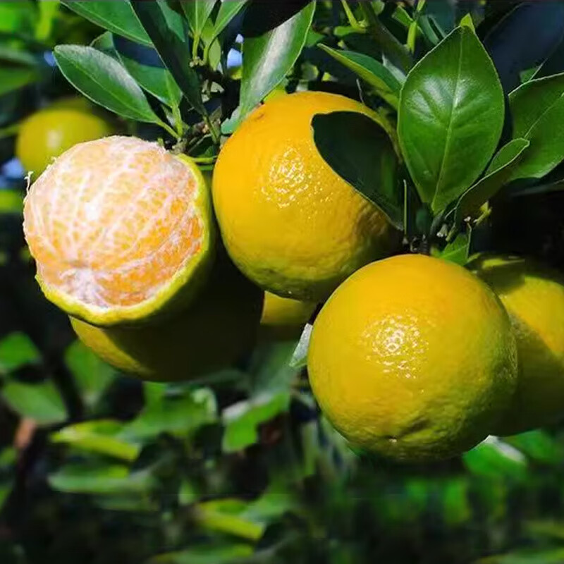 沣御园 广西皇帝柑贡柑   5斤装 果径约50-55mm