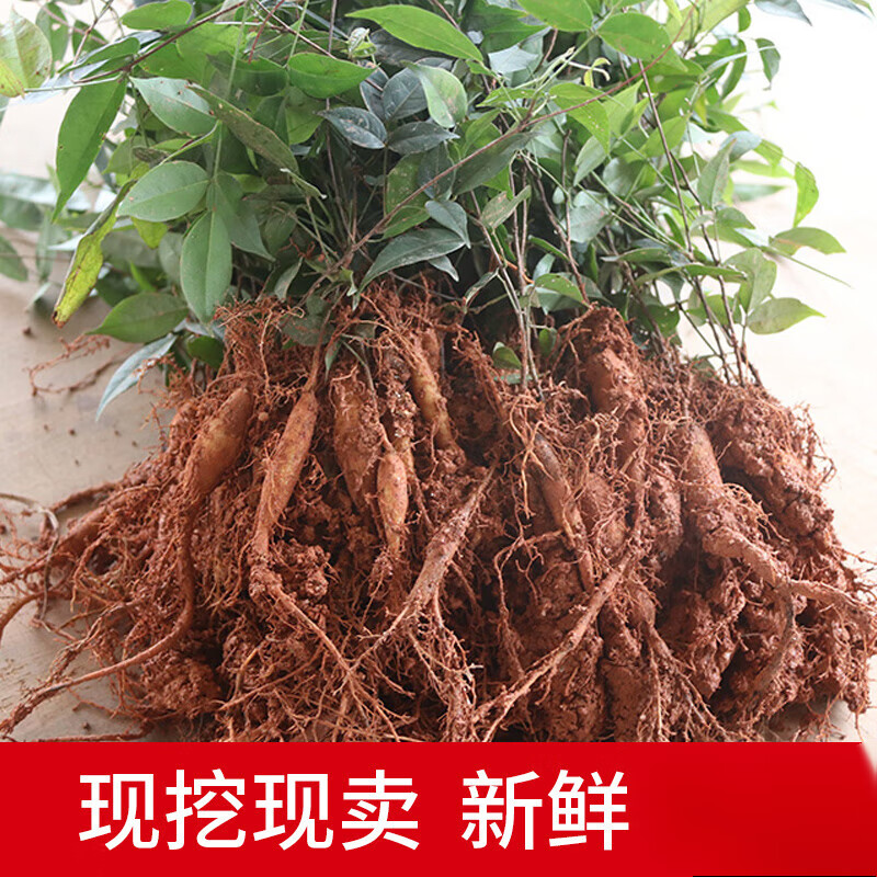 姒桀牛大力种植苗广西牛大力野生新鲜牛大力薯牛大力苗小叶大叶 小叶1