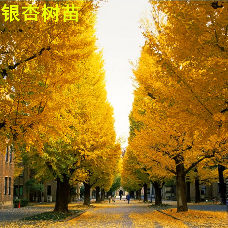 银杏树小苗大树庭院银杏树苗风景树景观树园林绿化植物行道南北方 1公