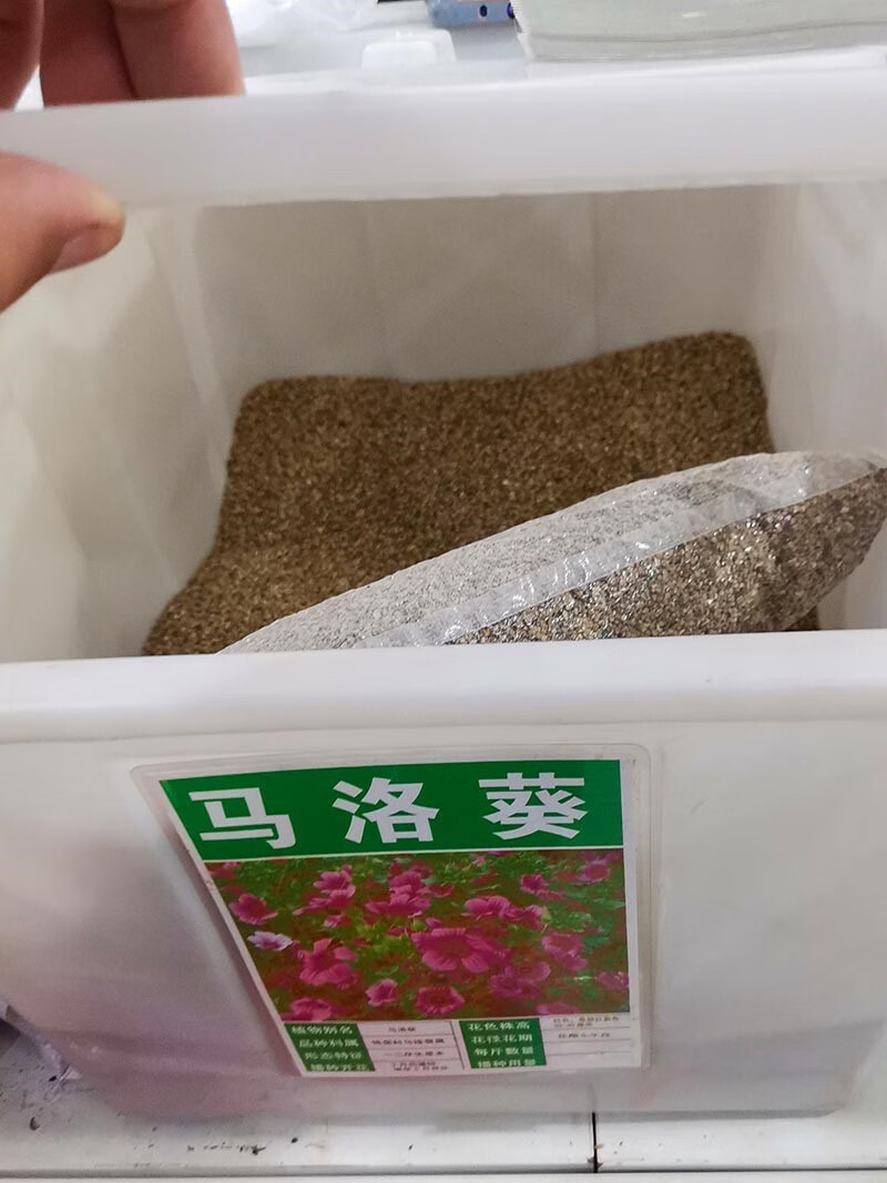 芗苒马洛葵种子四季花籽种籽马络葵籽 马洛葵种子一斤