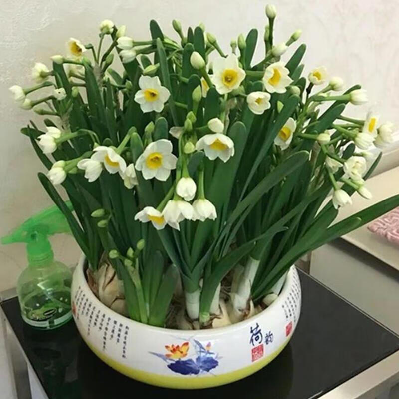 景曦【水仙花种球】水培植物绿植花卉盆栽水仙花水养种子四季种植盆栽
