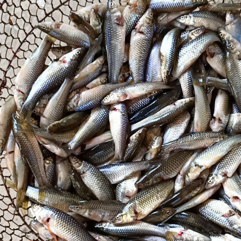 安峰山苏北野河新鲜小杂鱼现杀现卖保证新鲜发京东速运 江浙沪地区 小