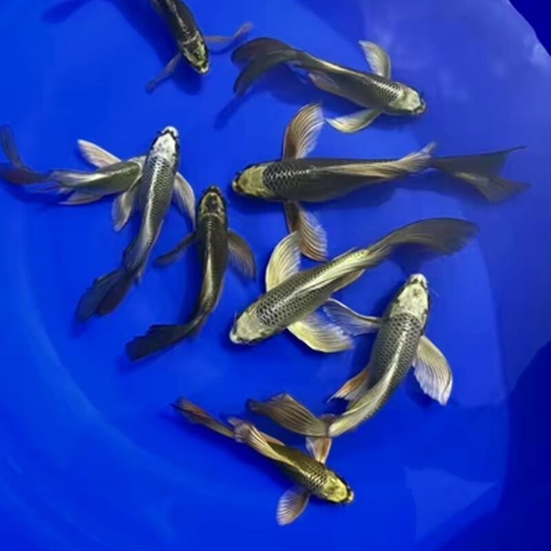 熊猫蝴蝶鲤冷水观赏鱼大长尾台湾纯种红蝴蝶鲤球体锦鲤鱼苗活体水财神