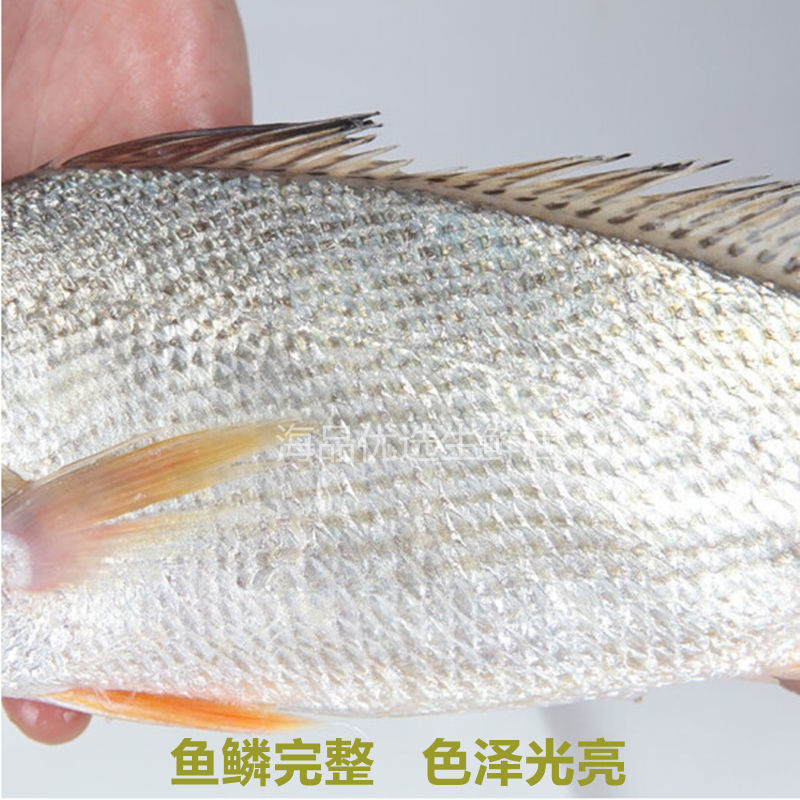 新鲜大黄姑鱼海捕铜锣鱼黄婆鸡鱼深海鲜水产 昌盛隆 中黄姑鱼3条(单