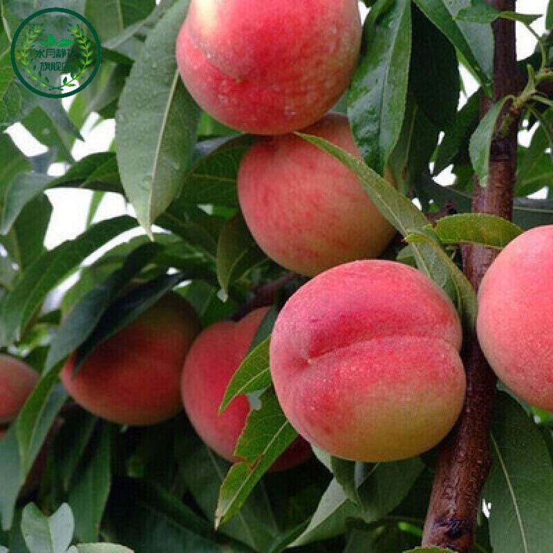 瑰季当年结果桃树苗 盆栽地栽果树苗 嫁接桃子黄桃水蜜桃树苗 武昌桃