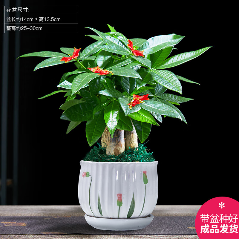 幼薇发财树盆栽招财树客厅好养易活室内绿植物办公室内桌面小盆景 发财树单棵+绿旭日东升盆+圆底盘 带盆栽好