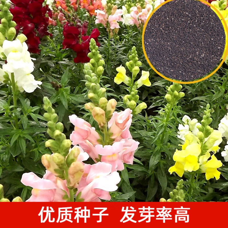 前岔 金鱼草种子狮子花种子室内阳台盆栽四季易种开花长多年生品种