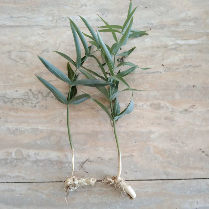 北京同仁堂原料黄精种苗野生鸡头黄精种子黄金苗正宗老虎姜苗子中药材