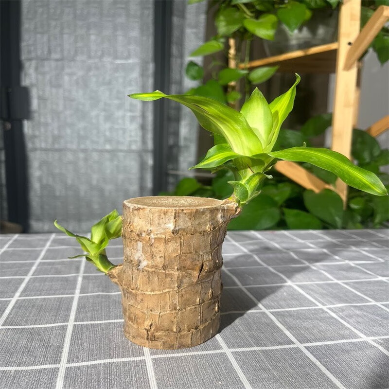 一个巴西木(不含其它东西)带芽 7-8厘米可开花发芽多