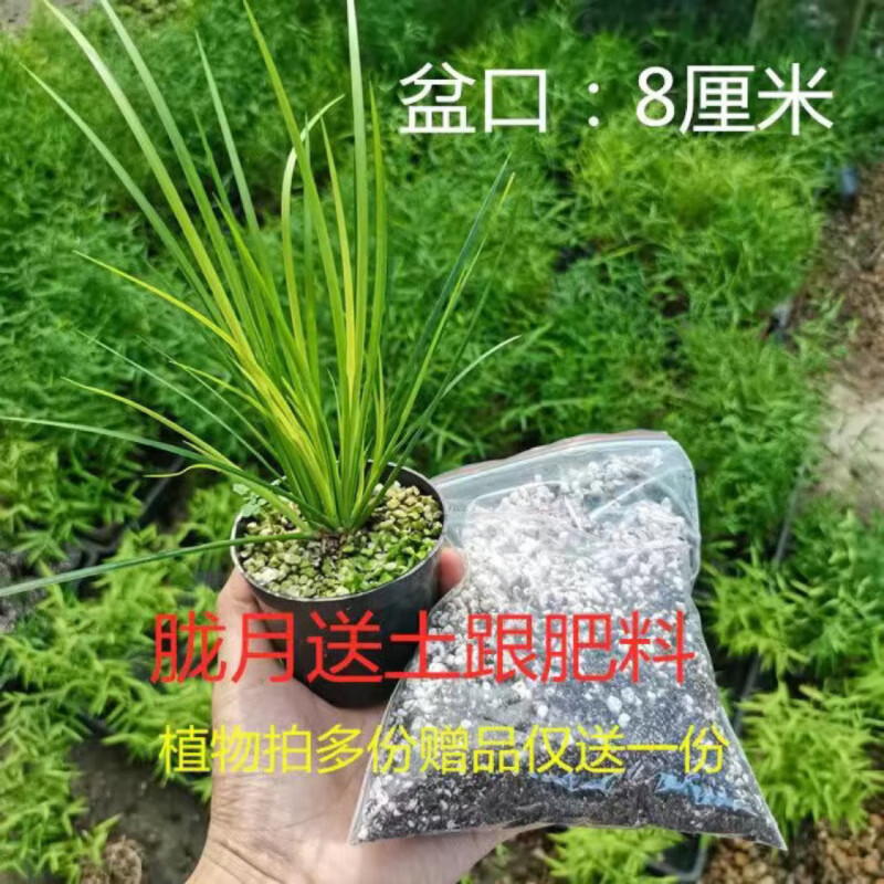 菖蒲盆景金钱 黄金姬 鱼缸过滤附石水培室内精品盆栽好养易活绿植 特
