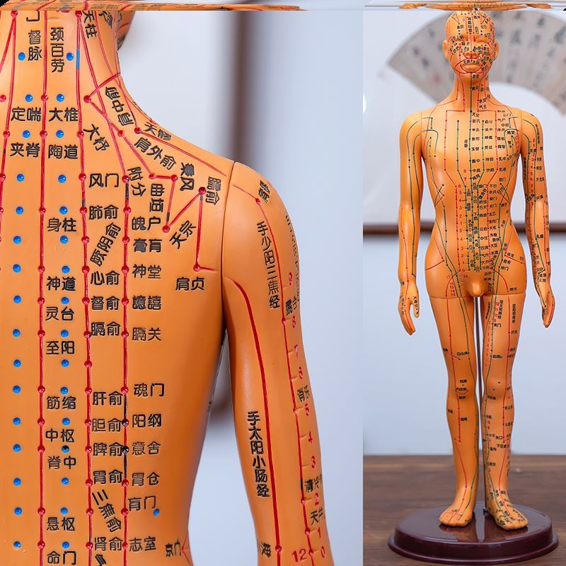 穴位人形人体经络穴位标准大图模型中医针灸穴位人体模特可扎针清 铜