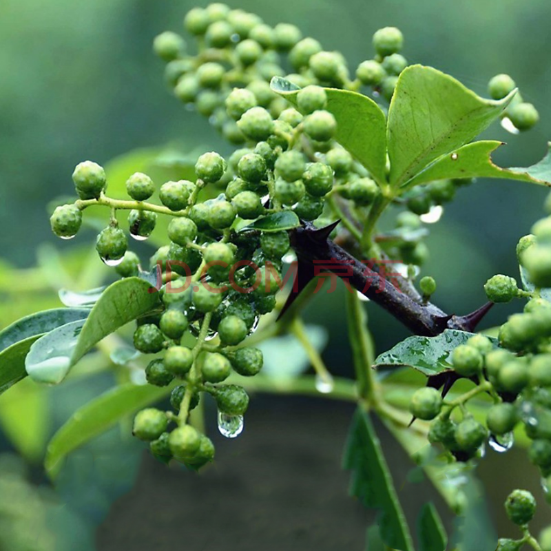 良邻和优新鲜青花椒真空保鲜九叶青花椒青藤椒鲜花椒真空保鲜350克*2