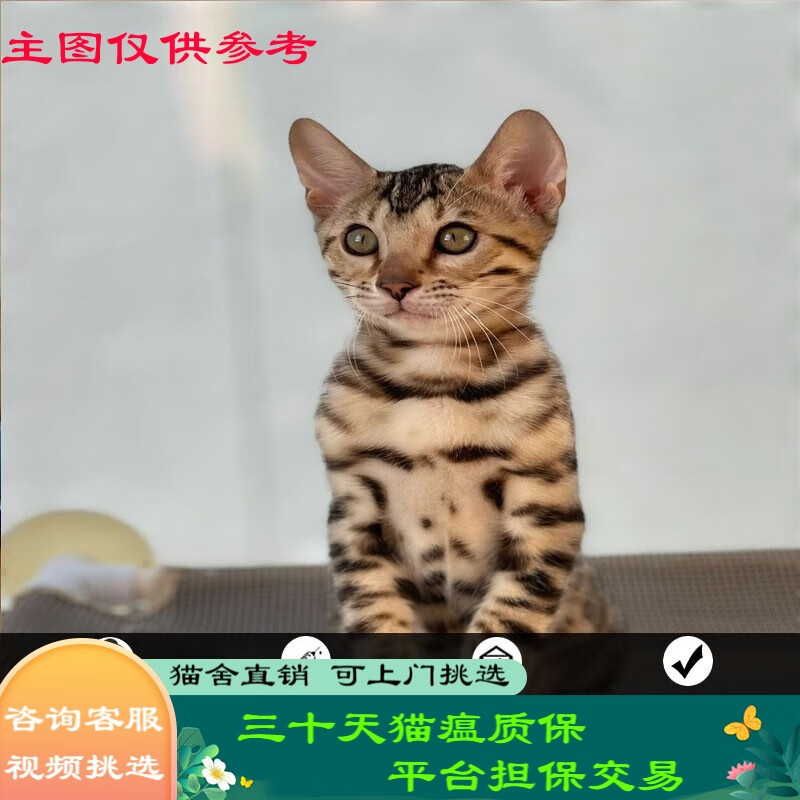 桓瑞宠物孟加拉豹子猫空心纹豹纹活体金豹纯种猫咪银豹短毛猫幼猫血统