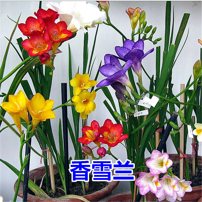 种球价格查询历史|种球价格比较