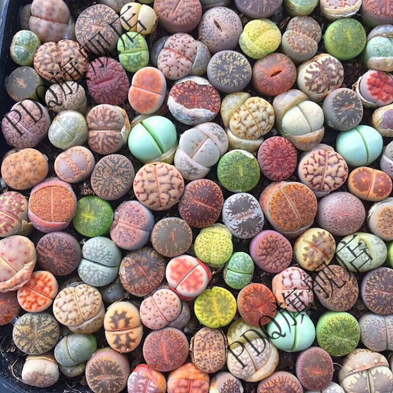 素蜜生石花母本大颗石生花屁股花多肉植物批发多肉试种多肉好养活 10