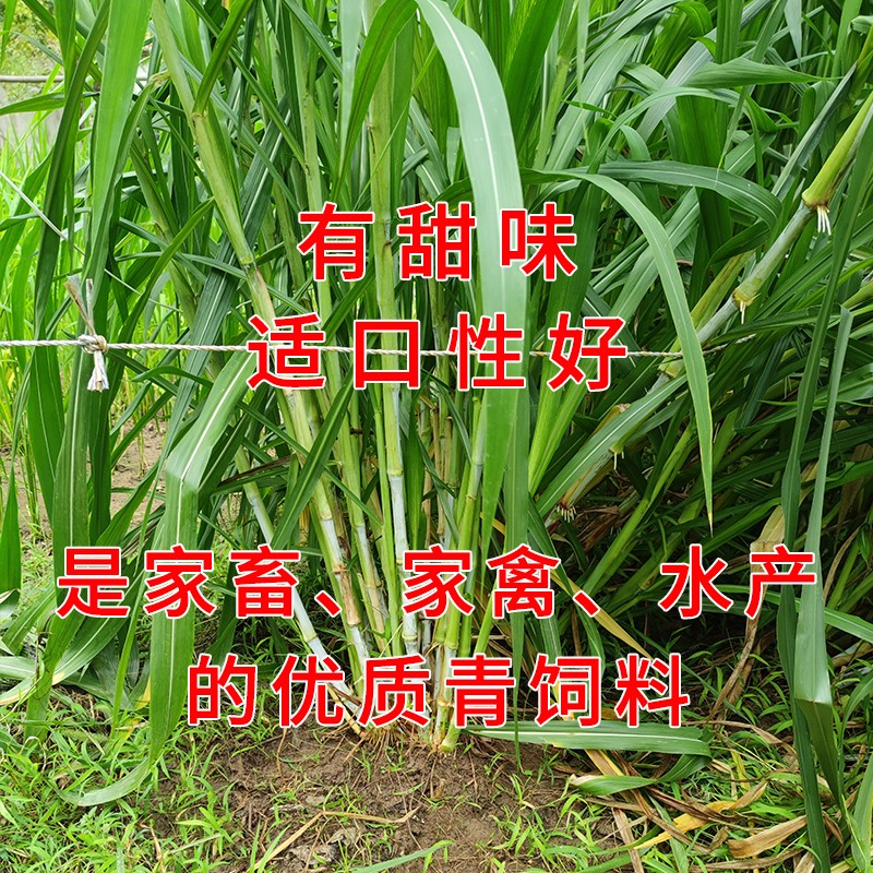 萌蕴(mengyun)甜象草3号种节无毛大叶多年生高产耐寒牧草新皇竹草红