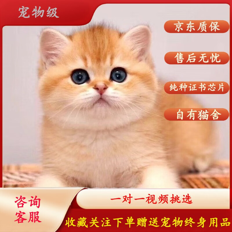 纯种金渐层猫萌猫宠物英短宠物猫咪长毛幼崽宠物活体颜色可选 宠物级 公