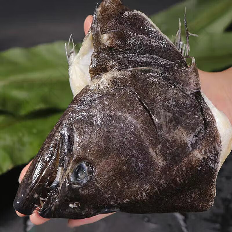 安峰山鸦片鱼头新鲜鲽鱼头深海鱼特大鸦片鱼肉海鲜鱼冷冻活鱼现切 5只