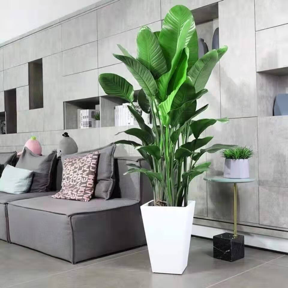 天堂鸟绿植盆栽室内大型花卉盆景网红植物鹤望兰客厅办公室吸甲醛