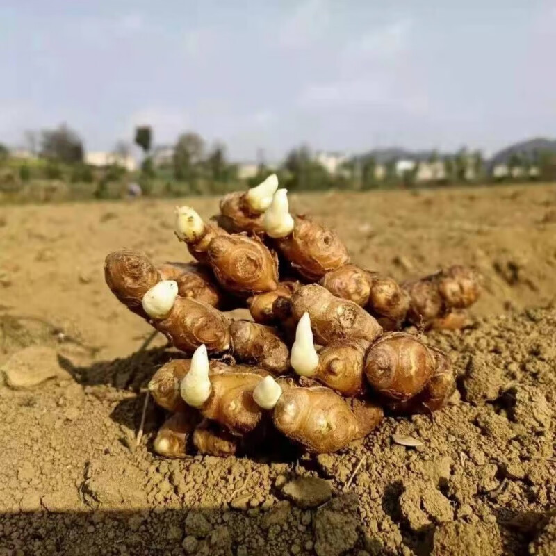 生姜种子带芽云南小黄姜种植苗高产姜种大姜发芽种姜老姜种籽种苗