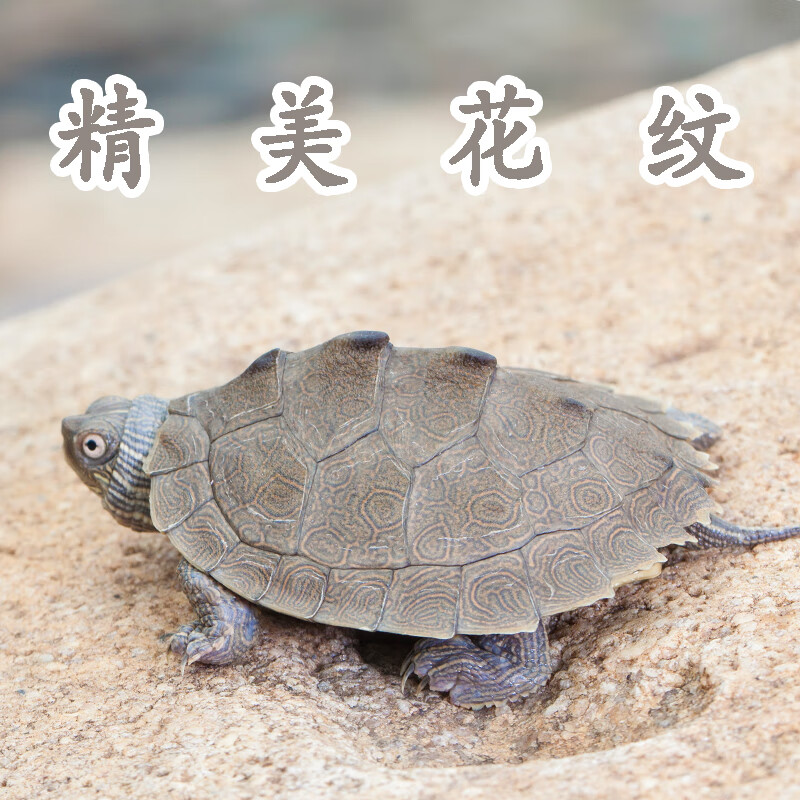 朵芮蜜小乌龟活物密西西比龟深水龟黑瘤观赏龟苗招财龟 地图龟 单身龟