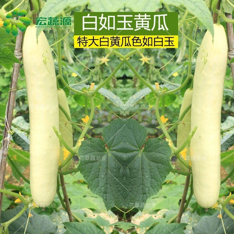 菜友白黄瓜种子奶油黄瓜种子白皮水果黄瓜籽口感脆甜爽口甜脆黄瓜盆栽